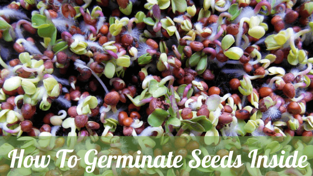 Germinate Seeds Indoors