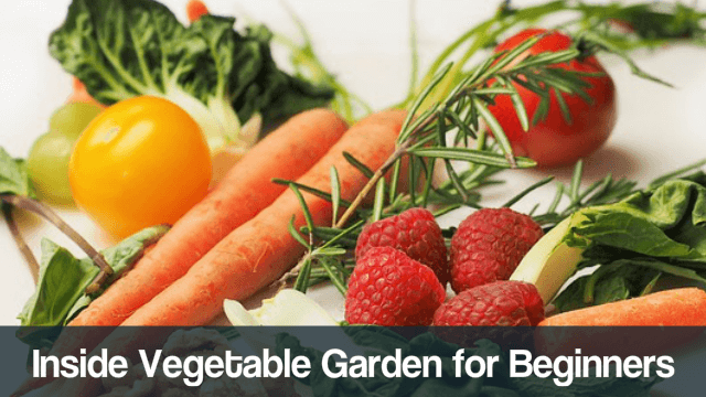 Inside Vegetable Gardening for Beginners