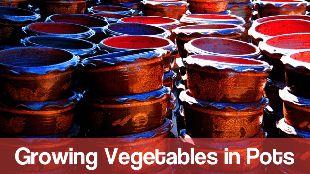 Growing vegetables in pots