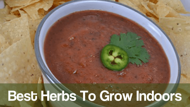 9 Best Herbs to Grow Indoors for Beginners