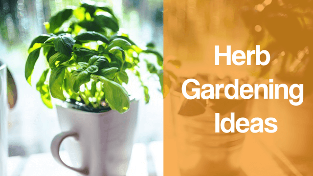 kitchen herb garden indoor