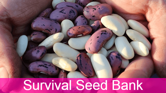 How To Set Up Your Survival Seed Bank For Tough Times