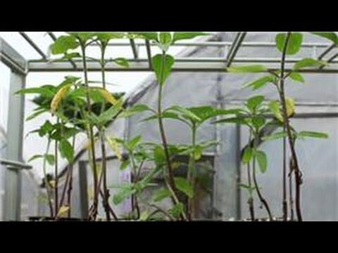 Indoor Gardening Tips : How Do I Plant Sunflower Seeds Indoors?