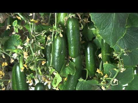 Hydroponic Cucumbers - Grown indoors with a LED grow light
