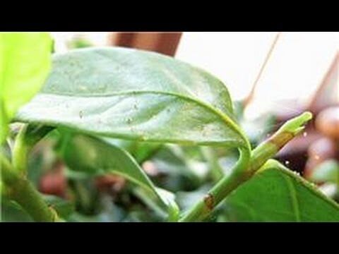 Indoor Gardening Tips : How Do I Kill Little Bugs on House Plants?