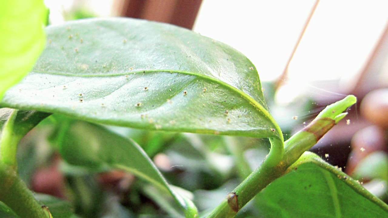 Indoor Gardening: How Do I Kill Little Bugs on House Plants
