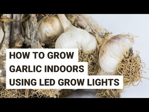 5 Tips For Growing Your Own Indoor Garlic Using LED Grow Lights