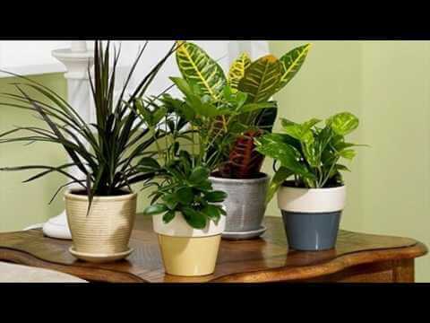 How To Video - Best And Most Popular Indoor Gardening Tips One Should ...