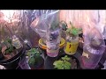 How to Sprout Green Beans Indoors for Hydroponics - Growing Green Beans for SHTF