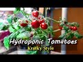Growing Hydroponic Tomatoes Indoors Using the Kratky Method 2