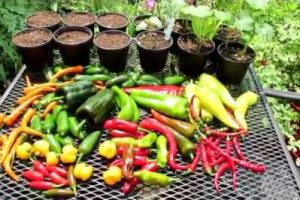 What is the Best Organic Vegetable Fertilizer for Beginners?